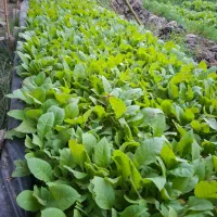 بذر گلخانه ای توتون آماده نشاء