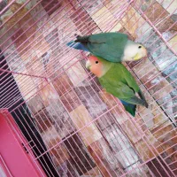 طوطی برزیلی|پرنده|بوکان, |دیوار