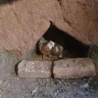 کبوتر طوقی