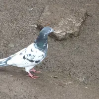 کبوترنر