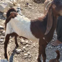 سه عدد کهره نر چاق پاکستانی دو رگ