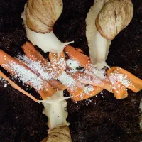 حلزون|خزنده|تهران, فلاح|دیوار