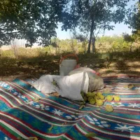 باغ گردو بادام|فروش دفتر صنعتی، کشاورزی، تجاری|نوبران, |دیوار