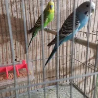 مرغ عشق مولد