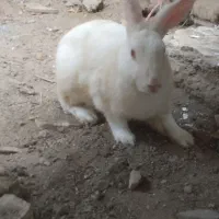 خرگوش