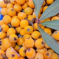 شاگرد میوه فروشی