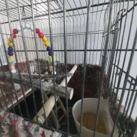 قفس پرنده درحد نو