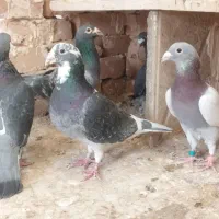 کبوتر پلاکی مسافتی|پرنده|بردسکن, |دیوار