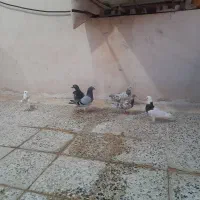 کبوتر قیمت پاین