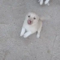 توله های ریز فیندو اصل سراب قدیم ۵ماهه|سگ|سراب, |دیوار