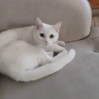 گربه نژاد بیریتیش 7 ماهه ، ماده|گربه|دماوند, مسکن مهر گیلاوند|دیوار