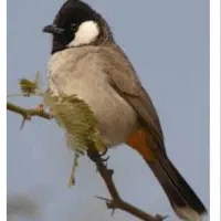 پرنده گوشی سفید