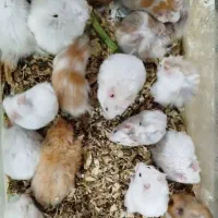 حیوون خونگی با نمک و بی دردسر ‌ همستر