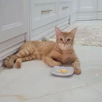 گربه|گربه|کرمانشاه, |دیوار
