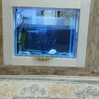 آکواریوم و تجهیزات در حد نو توافقی