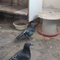 پلاکی|پرنده|محمدشهر, هزار واحدی|دیوار