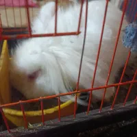 خرگوش سفید پشمالو