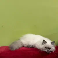 هیرا گربه نر پرشین خالص آیس بلو|گربه|تهران, پرستار|دیوار