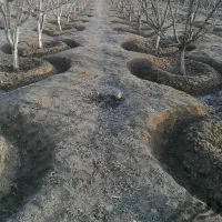 هرس.چال کود.بیل زدن انواع درخت