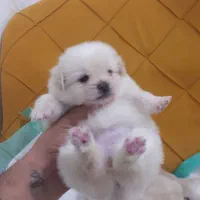 توله سگ فنجونی عروسکی فقط ۳۵۰۰|سگ|کرج, مهرویلا جنوبی|دیوار