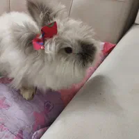 خرگوش لوف|موش و خرگوش|اسلام‌شهر, مسکن مهر اسلاشهر (شهرک امام خمینی)|دیوار