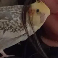 عروس هلندی گم شده