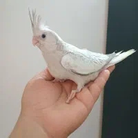 تعدادی عروس هلندی نر سرلاکی فول دستی