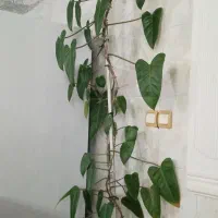 سلام گل سوسن عنکبودی بزرگ سر حال|گل و گیاه طبیعی|نیشابور, بزرگمهر|دیوار