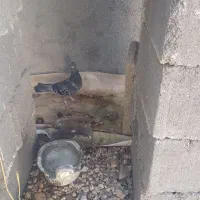 یک‌جفت‌کبوترپلاکی‌اصل.نروماده