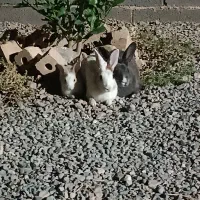 خرگوش