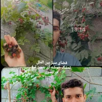 اجرای فضای سبز|خدمات باغبانی و درختکاری|تهران, تجریش|دیوار