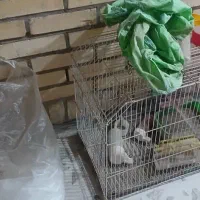 قفس پرنده بزرگ|لوازم جانبی حیوانات|بندر امام خمینی, |دیوار