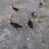 جوجه اردک اسرایلی و مرغ شاخدار
