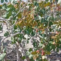 باغ پسته هرات