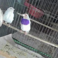 گلدین فنج زبرا کاکلی بنگالی کاکلی قناری