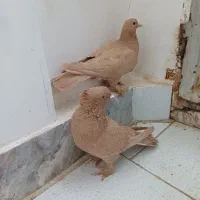 کفتر یا کبوتر|پرنده|تربت‌حیدریه, قائم|دیوار