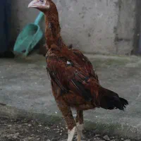 جوجه لاری.خروس لاری|حیوانات مزرعه|آستارا, |دیوار