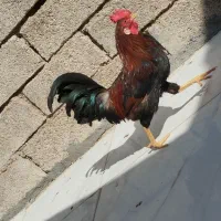 خروس