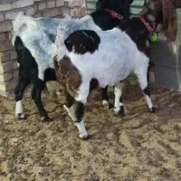 دوعددبزپاکستانی جوان درشت شیرا بادوتا نر