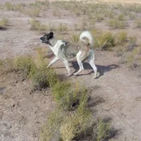 سگ سرابی نر مناسب گله ونگهبانی