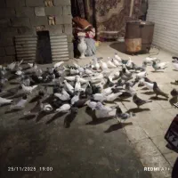 سلام یه کته کفتر ۸۰ تا هستن