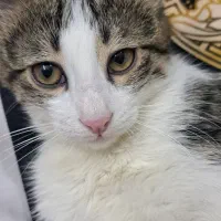 واگذاری پیشی ماده