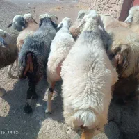 میش .