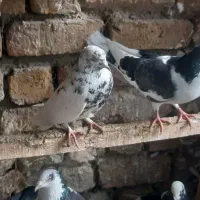 کفتر فروشی ابلغ المانی پشت پیازی سفید شازده