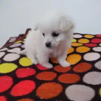 توله اشپیتز