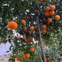 ویلاباغ-5هزارمتری-قلعه-گردن-25متر-بر-اصلی-تجاری