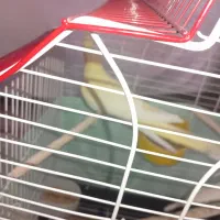 عروس هلندی ماده|پرنده|ویسیان, |دیوار