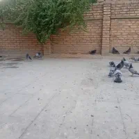 کبوتر پلاکی