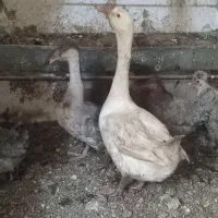 غاز 2عدد جوان|حیوانات مزرعه|محمدشهر, یزدیها|دیوار