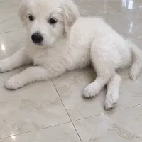 فروش سگ 2ماهه نر